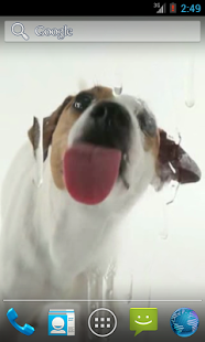Download Dog Licks Screen Wallpaper